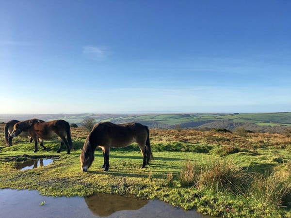 Exmoor Ponies- Outreach, Visit Exmoor.jpg