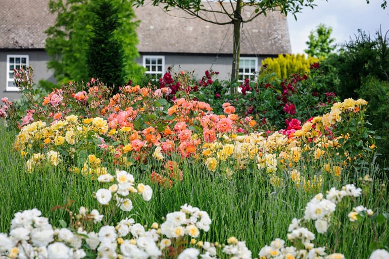 Hyde Hall Rose garden in Summer.jpg