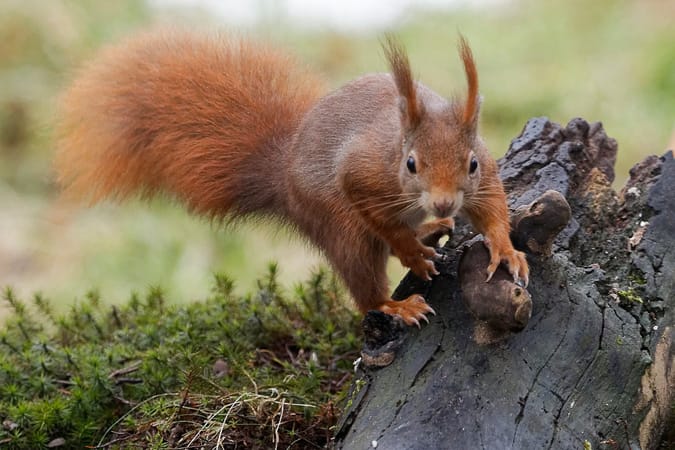 Red Squirrel.jpg